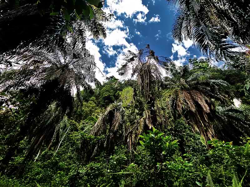 old palm tree plantations near sukau borneo
